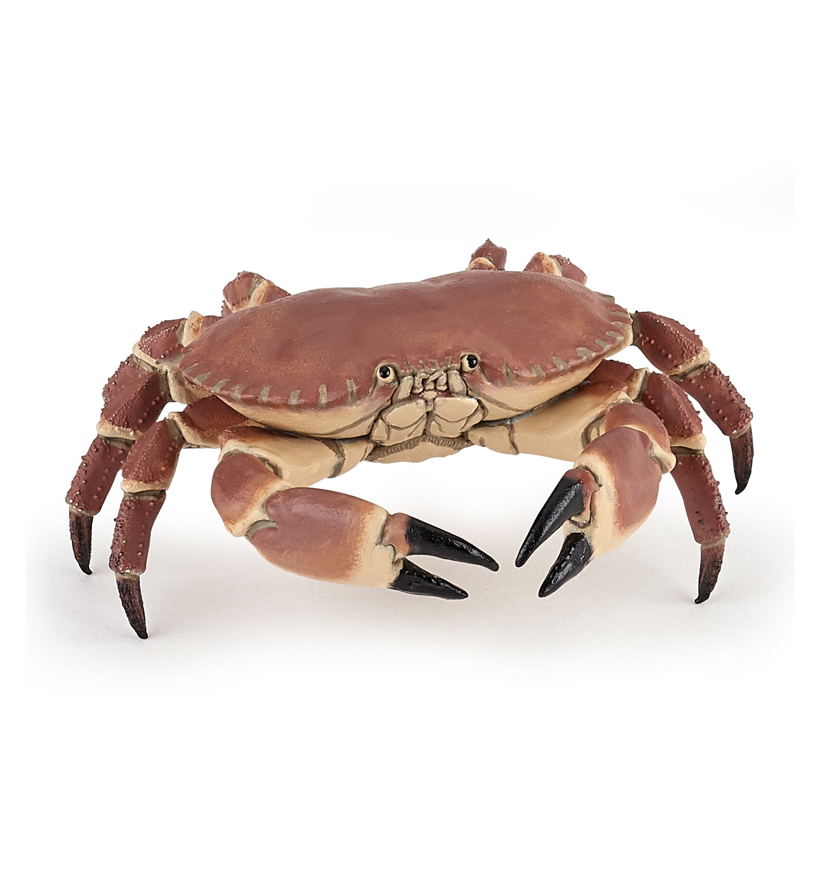 Detail Crab Images Nomer 18