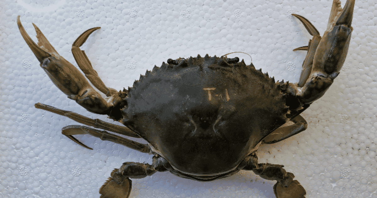 Detail Crab Images Nomer 19