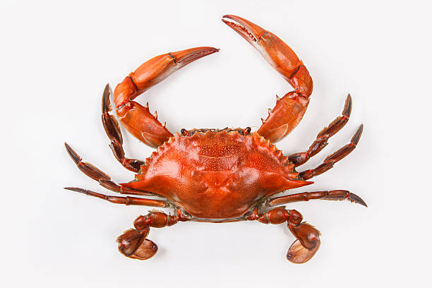 Detail Crab Images Nomer 20