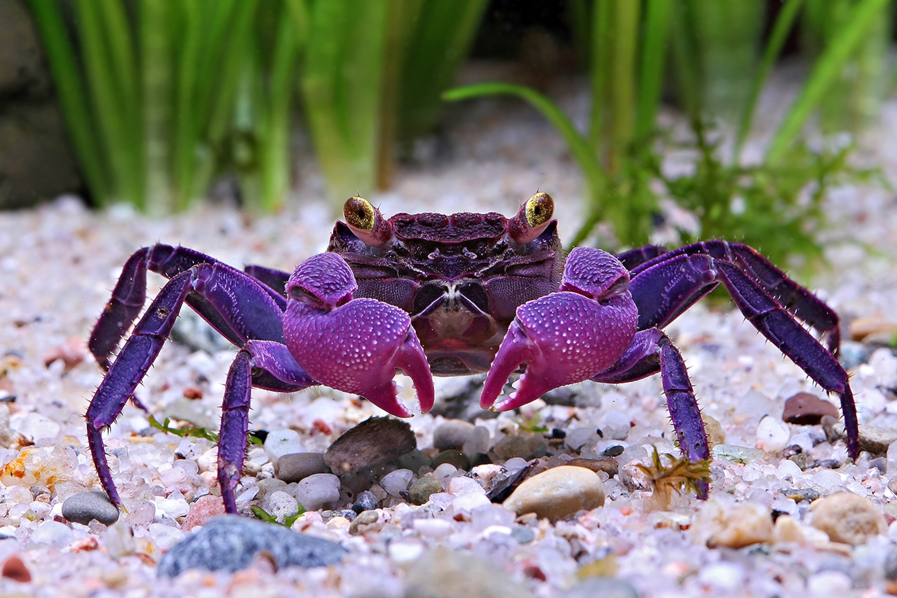 Detail Crab Images Nomer 28