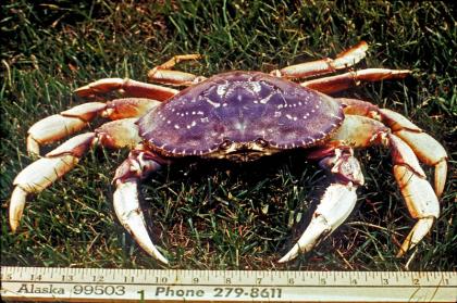 Detail Crab Images Nomer 37