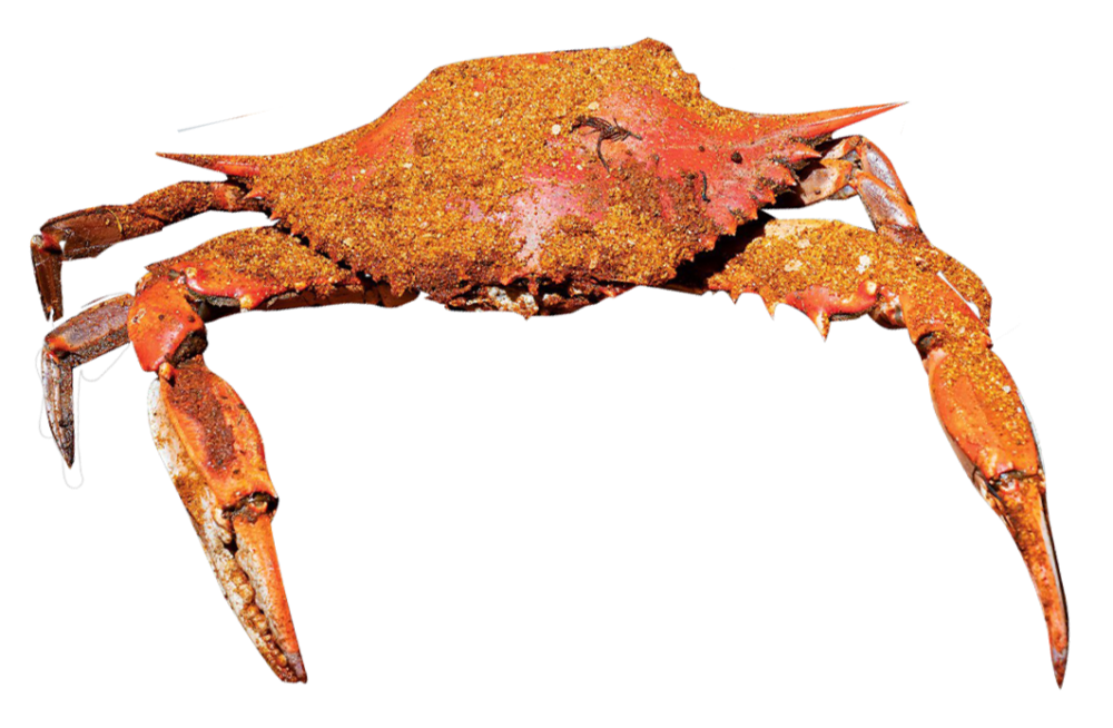 Detail Crab Images Nomer 46