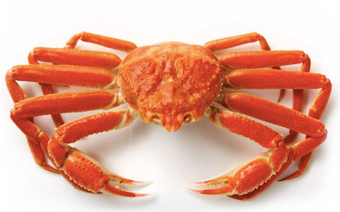 Detail Crab Images Nomer 52