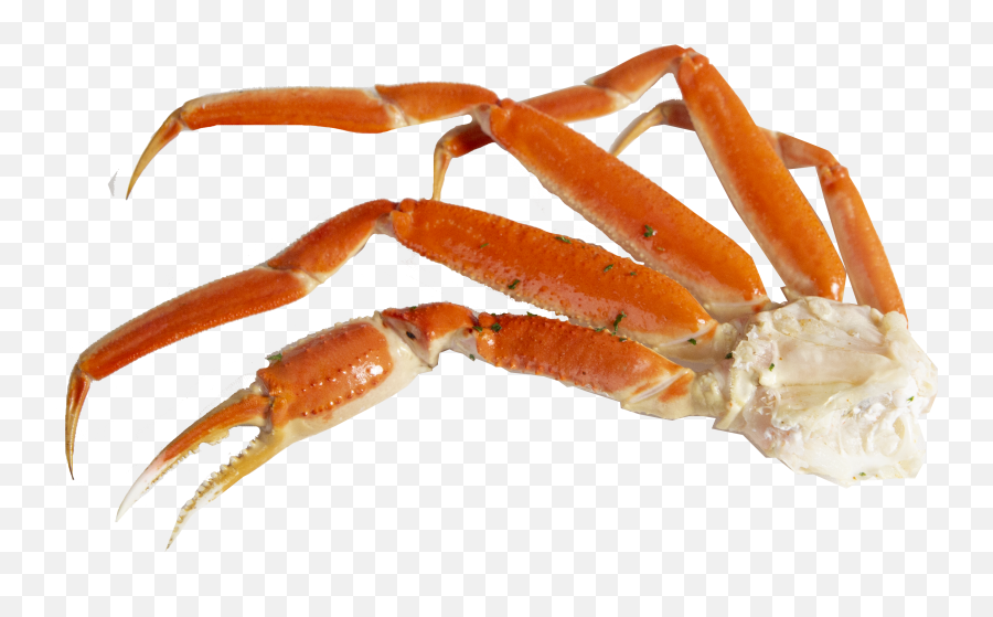 Detail Crab Legs Png Nomer 11