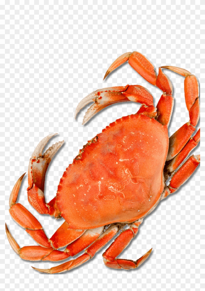 Detail Crab Legs Png Nomer 17