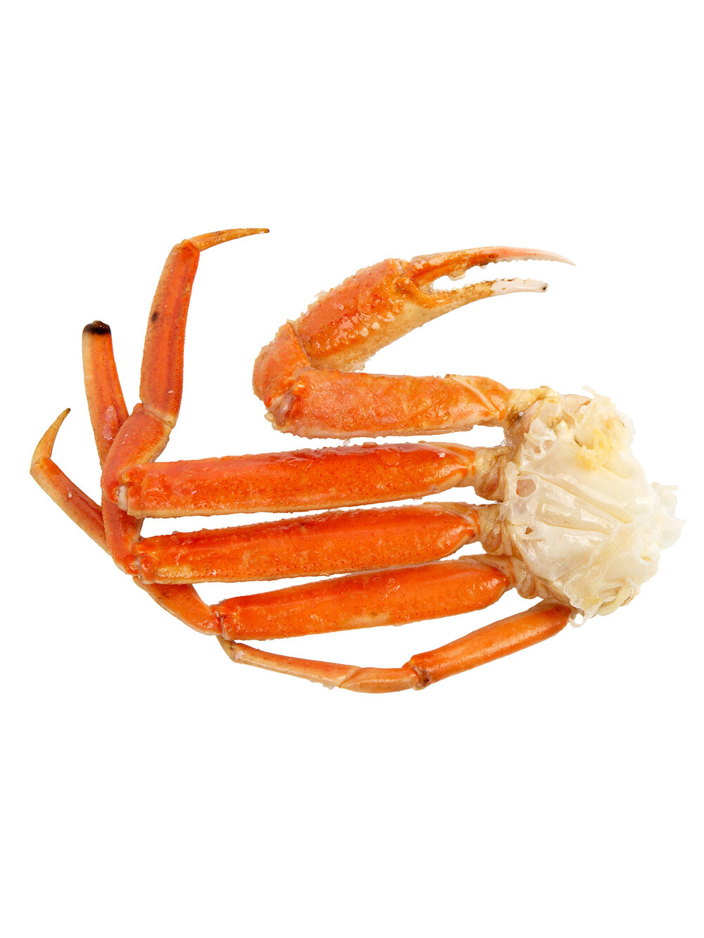 Detail Crab Legs Png Nomer 41