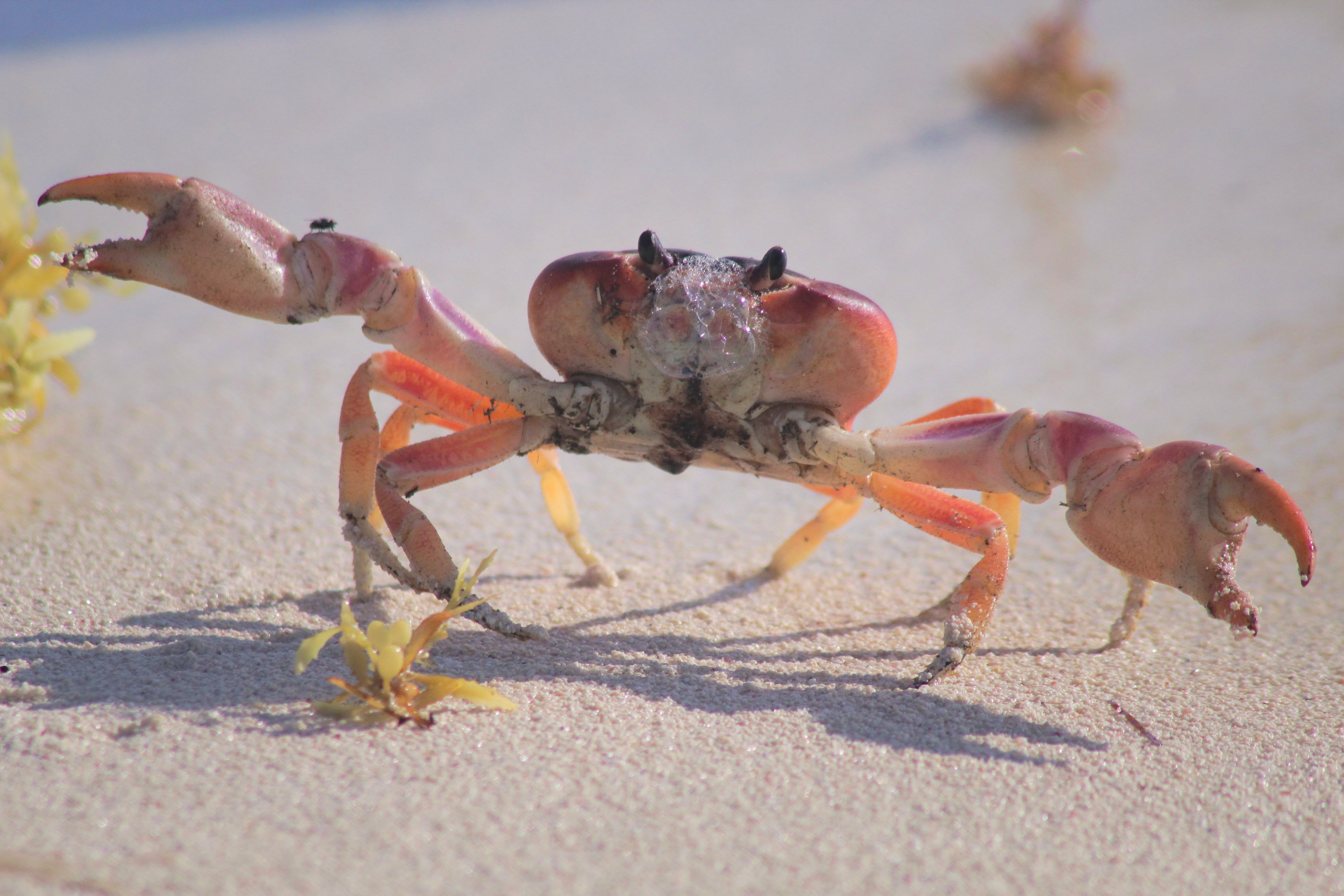 Detail Crab Pic Nomer 8