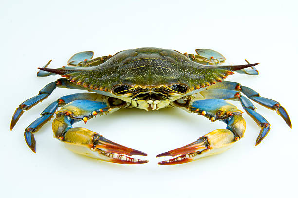 Detail Crab Pictures Free Nomer 14