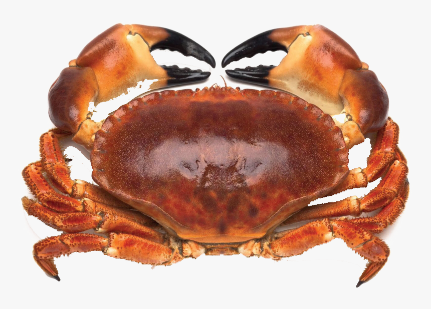 Detail Crab Pictures Free Nomer 16