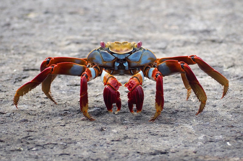 Detail Crab Pictures Free Nomer 33