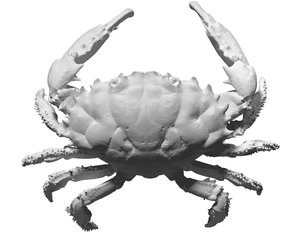 Detail Crab Pictures Free Nomer 45