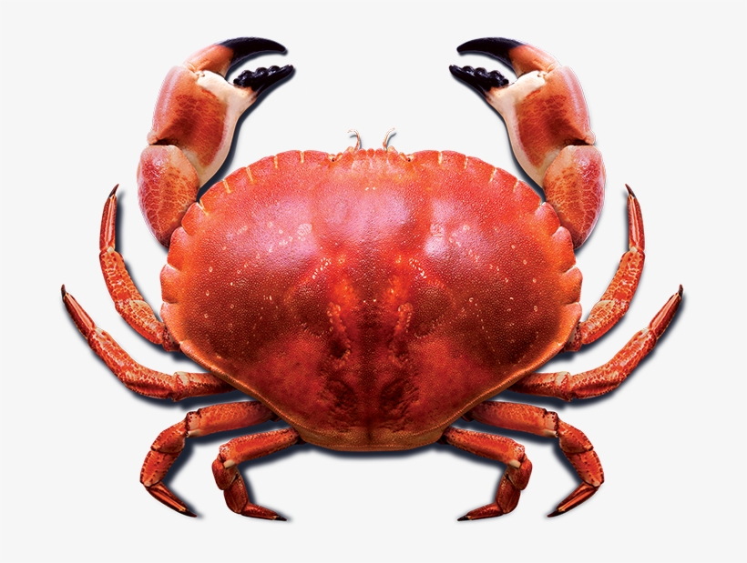 Detail Crab Png Nomer 16
