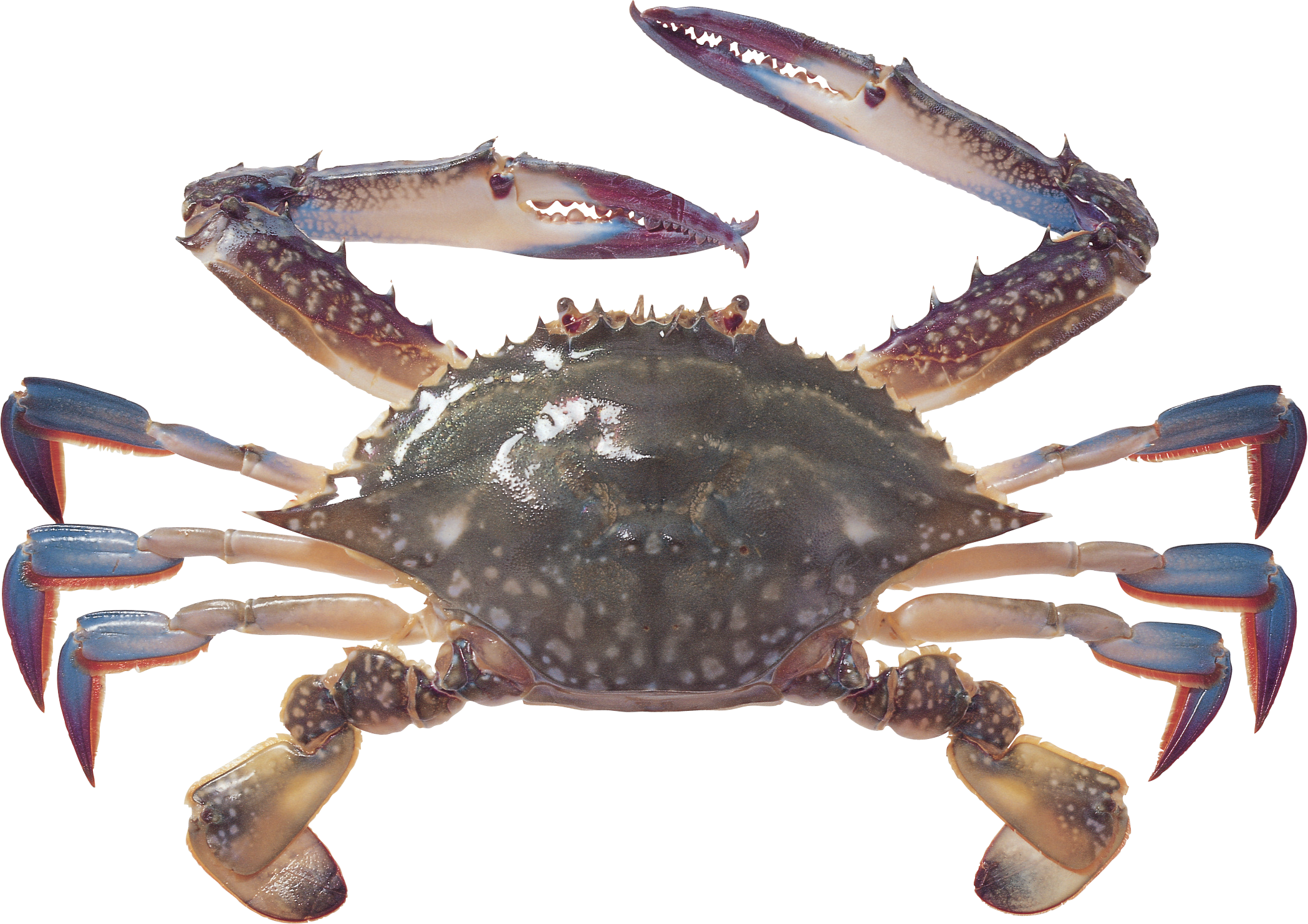 Detail Crab Png Nomer 18