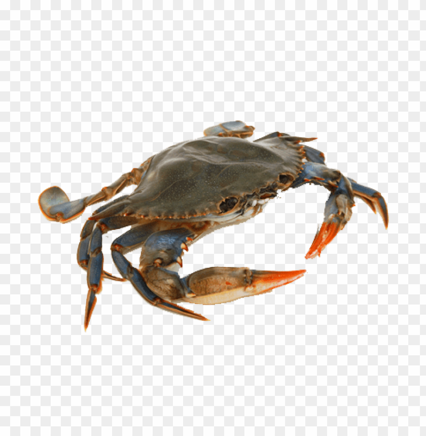Detail Crab Png Nomer 4