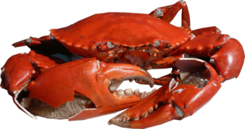 Detail Crab Png Nomer 51