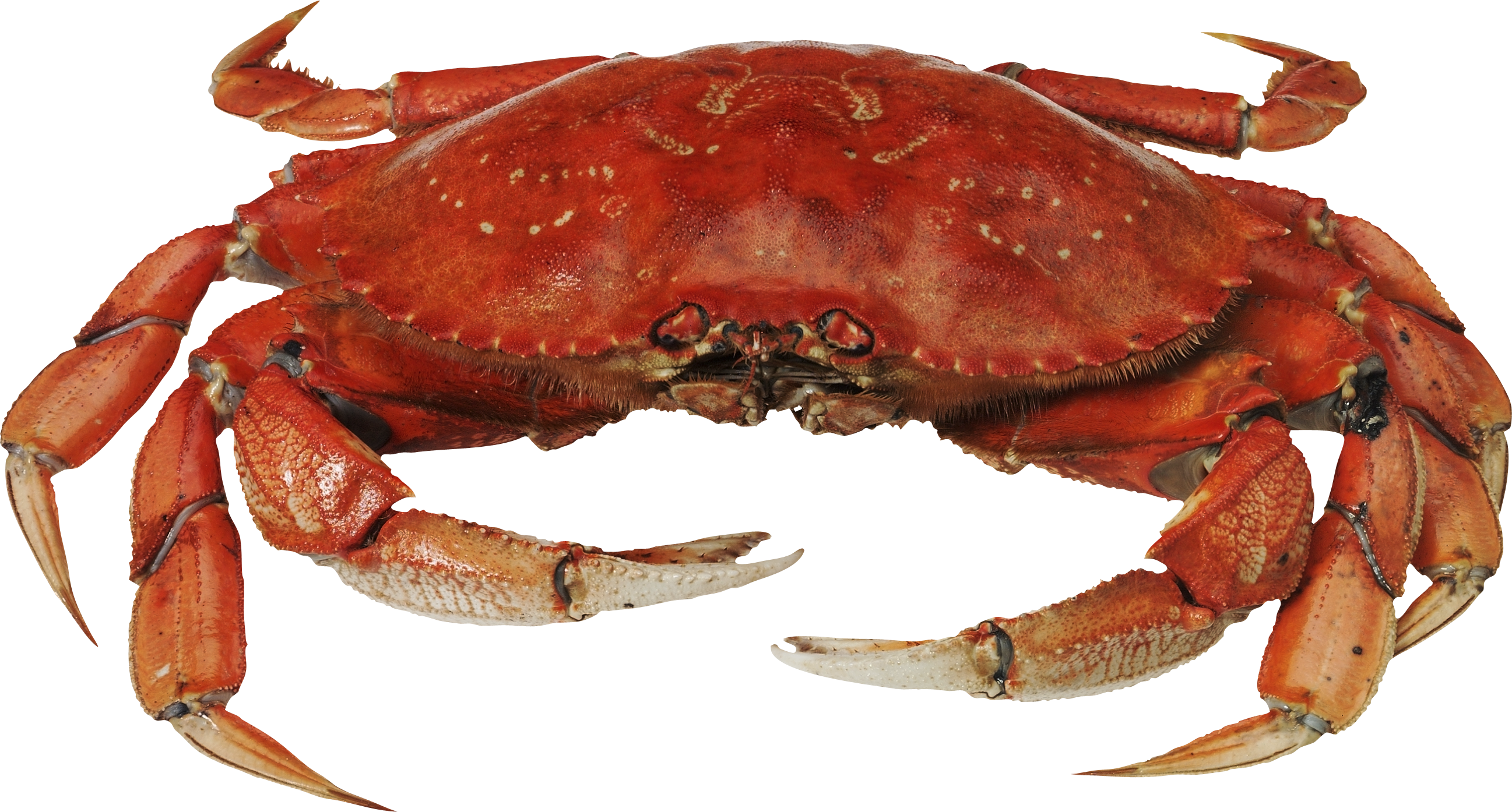 Detail Crab Png Nomer 9