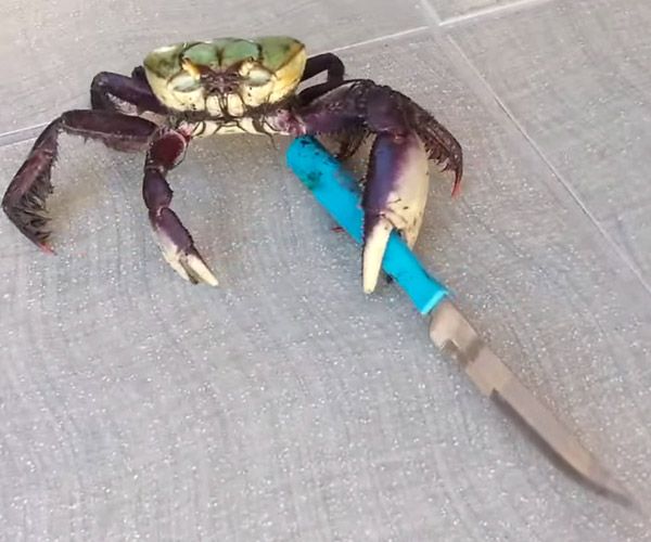 Detail Crab Scissors Meme Nomer 18