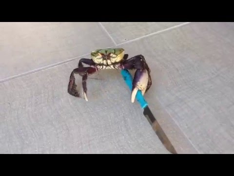 Detail Crab Scissors Meme Nomer 24