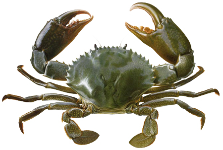 Detail Crab Transparent Nomer 10