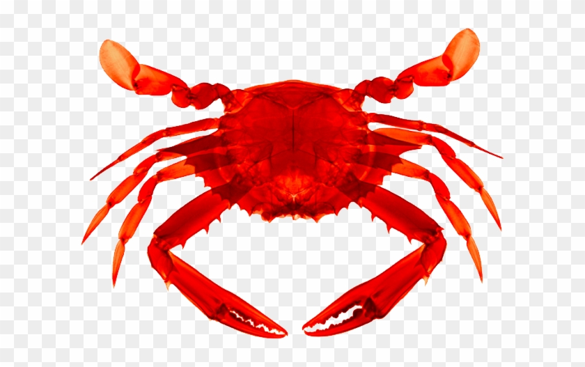 Detail Crab Transparent Nomer 16