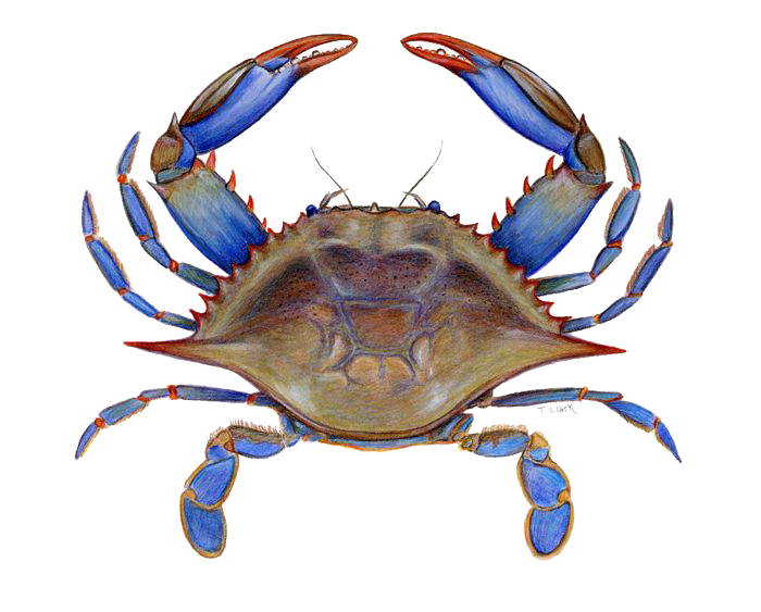 Detail Crab Transparent Nomer 26