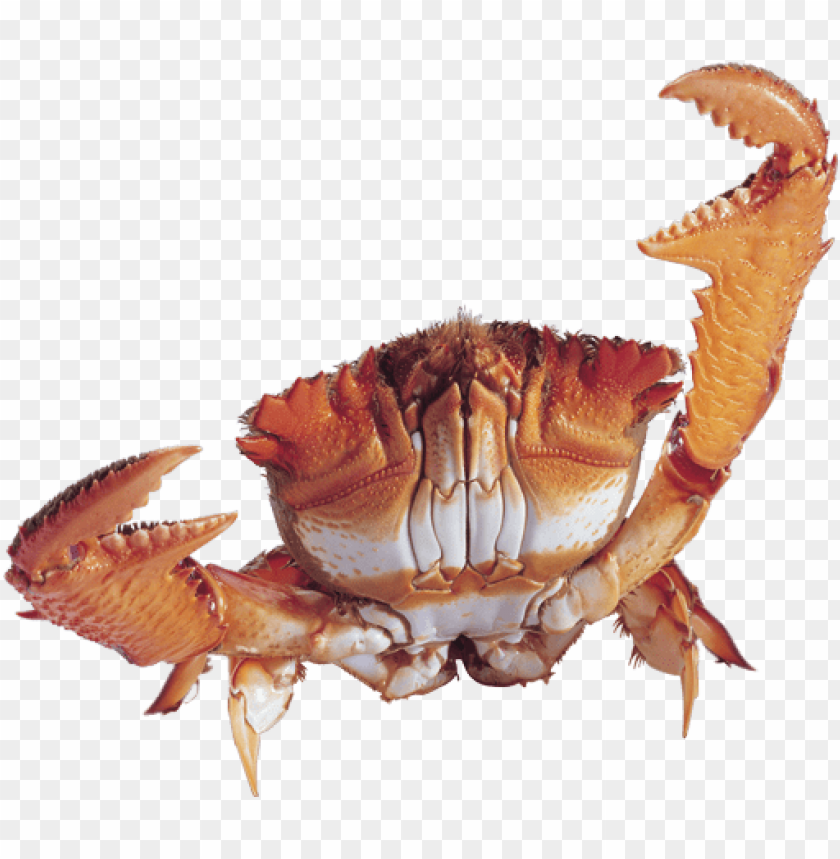 Detail Crab Transparent Nomer 30