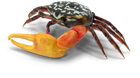 Detail Crab Transparent Nomer 32