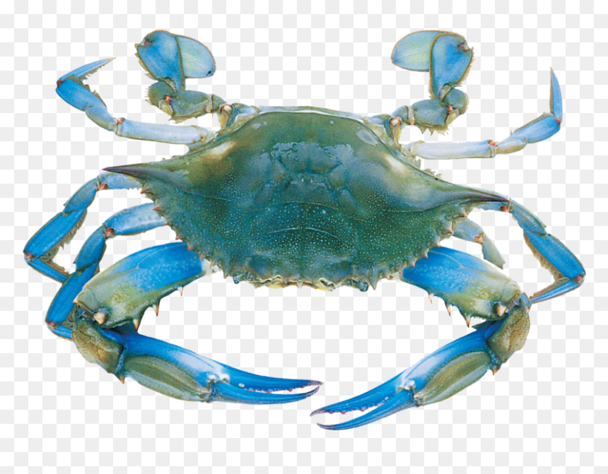 Detail Crab Transparent Nomer 34