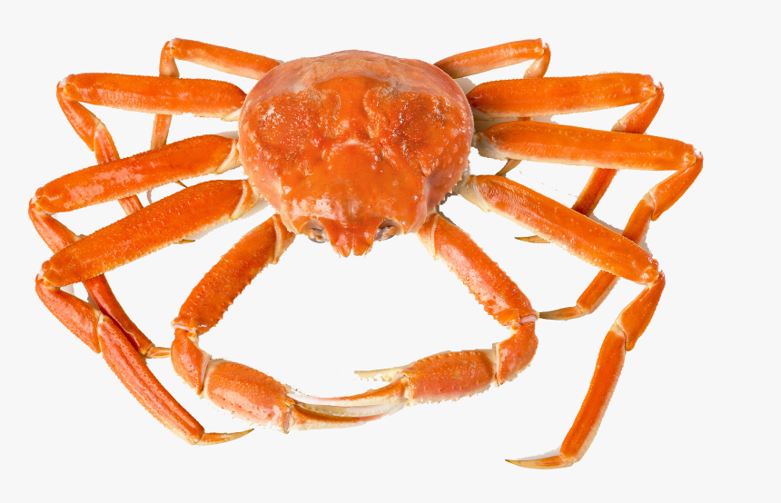 Detail Crab Transparent Nomer 42