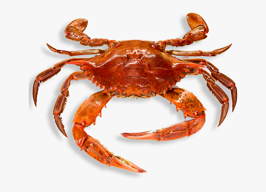 Detail Crab Transparent Nomer 4