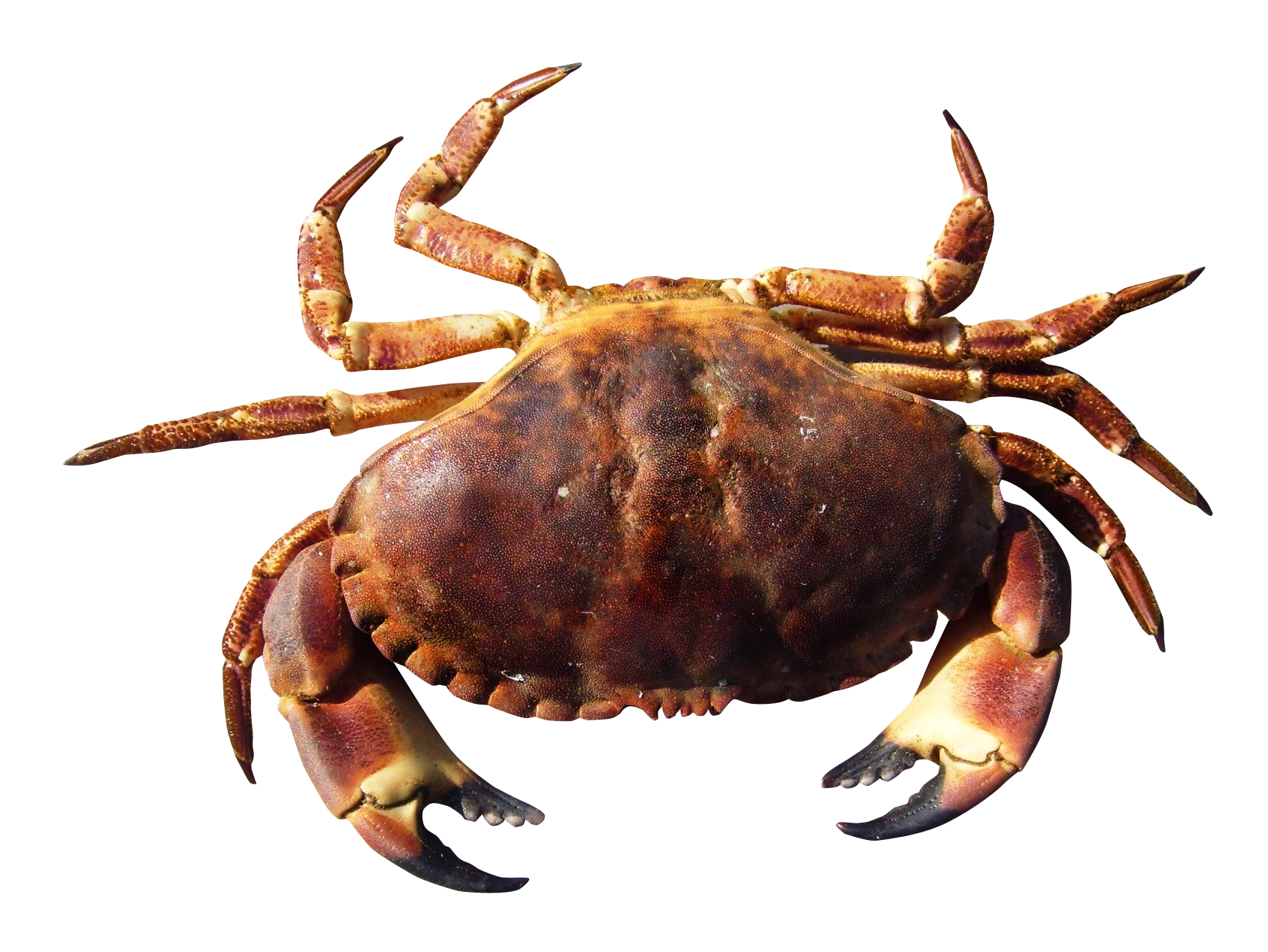 Detail Crab Transparent Nomer 45