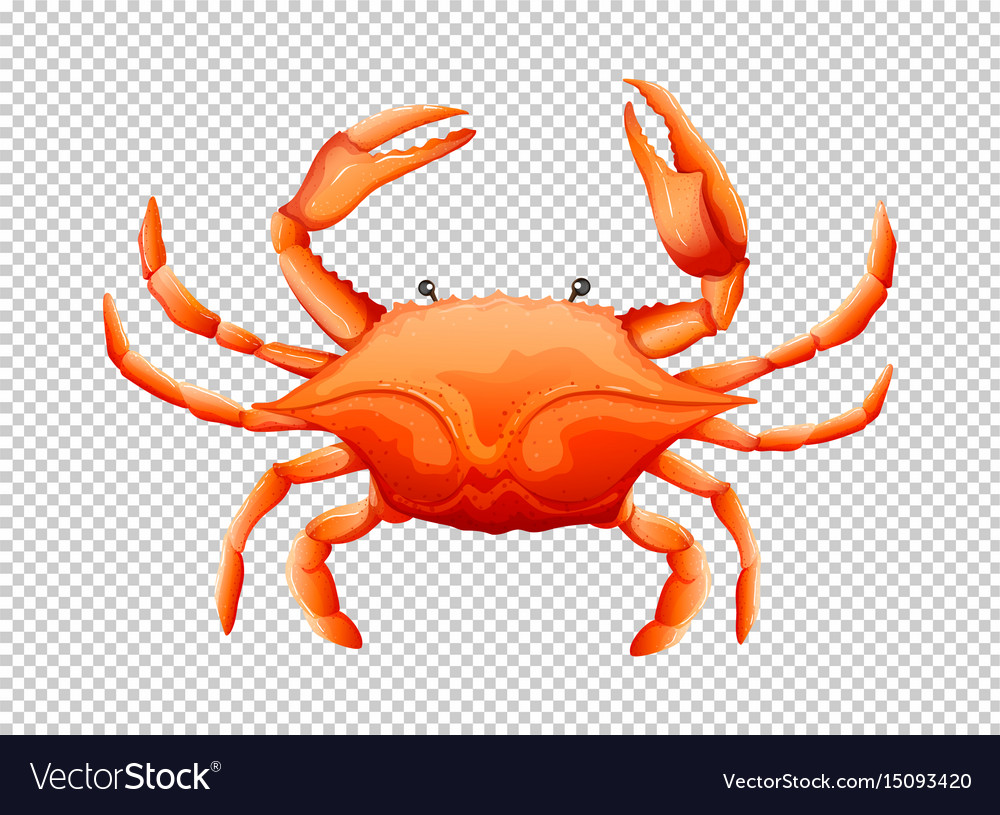 Detail Crab Transparent Nomer 7