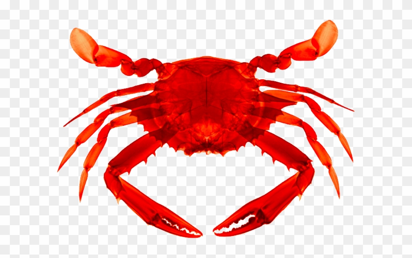 Detail Crab Transparent Background Nomer 10