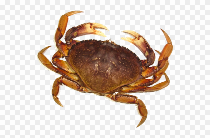 Detail Crab Transparent Background Nomer 11