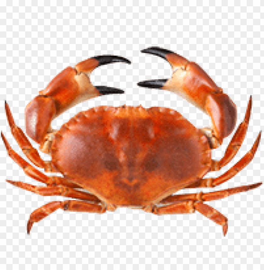 Detail Crab Transparent Background Nomer 16