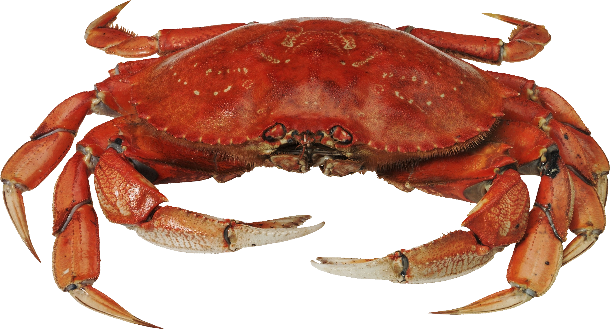 Detail Crab Transparent Background Nomer 18