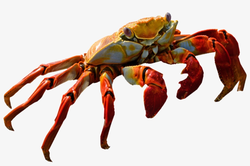 Crab Transparent Background - KibrisPDR