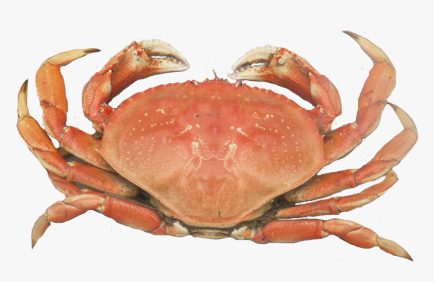 Detail Crab Transparent Background Nomer 20