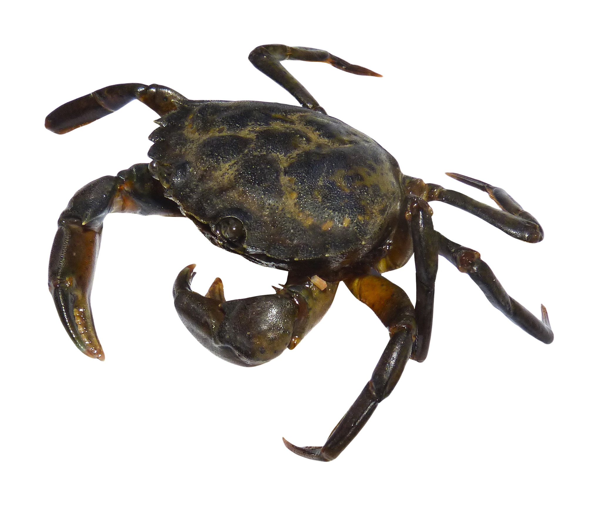 Detail Crab Transparent Background Nomer 22