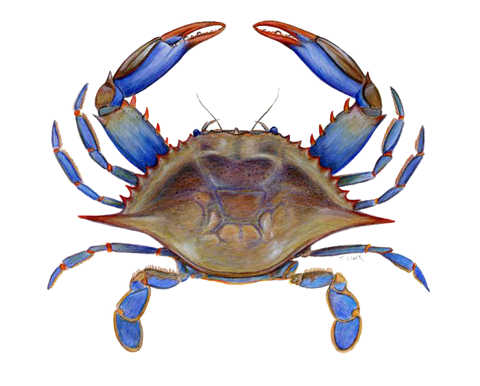 Detail Crab Transparent Background Nomer 23