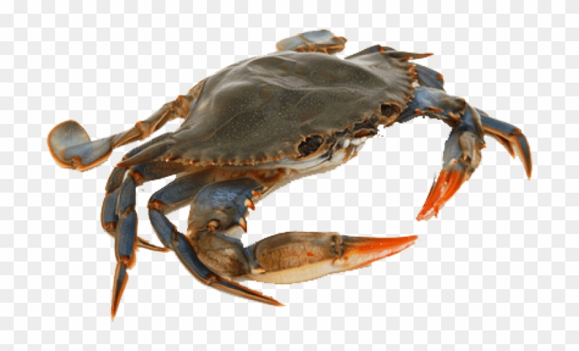 Detail Crab Transparent Background Nomer 26