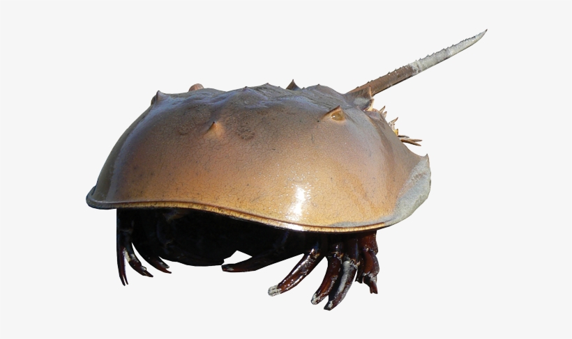 Detail Crab Transparent Background Nomer 30