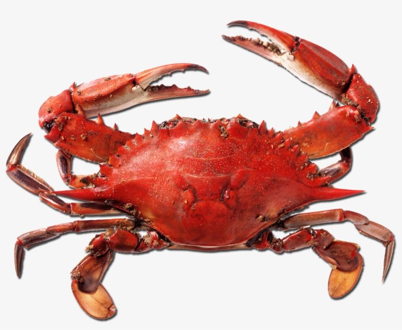 Detail Crab Transparent Background Nomer 31