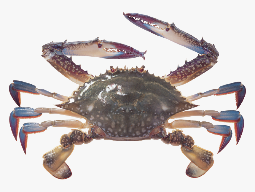 Detail Crab Transparent Background Nomer 36