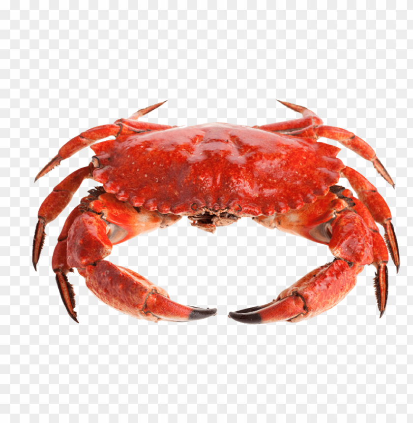 Detail Crab Transparent Background Nomer 3