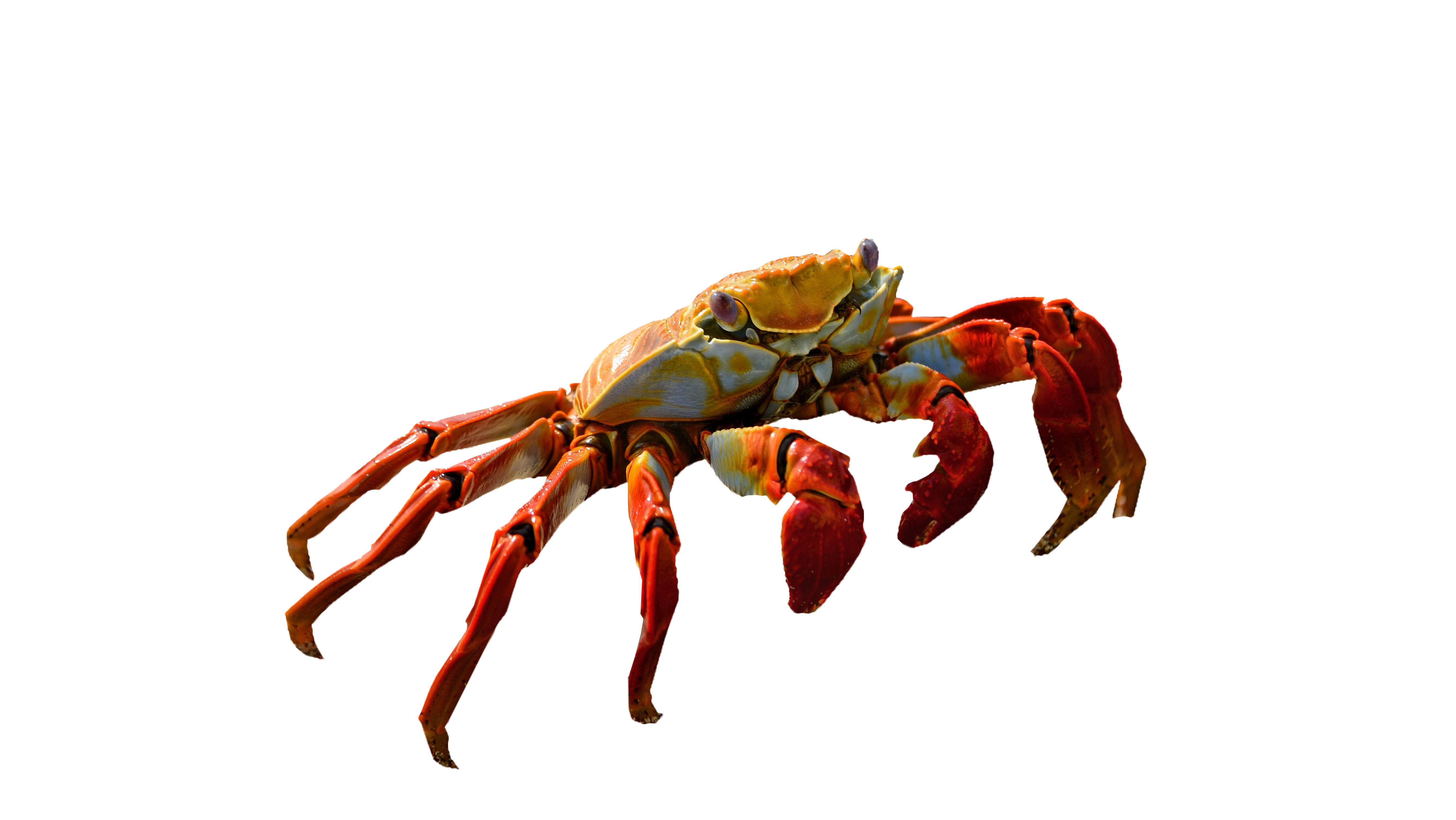 Detail Crab Transparent Background Nomer 39