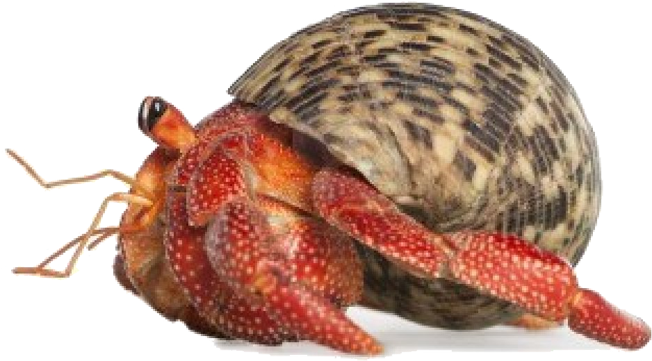 Detail Crab Transparent Background Nomer 46