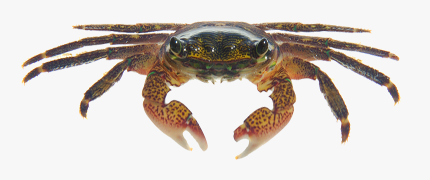 Detail Crab Transparent Background Nomer 48