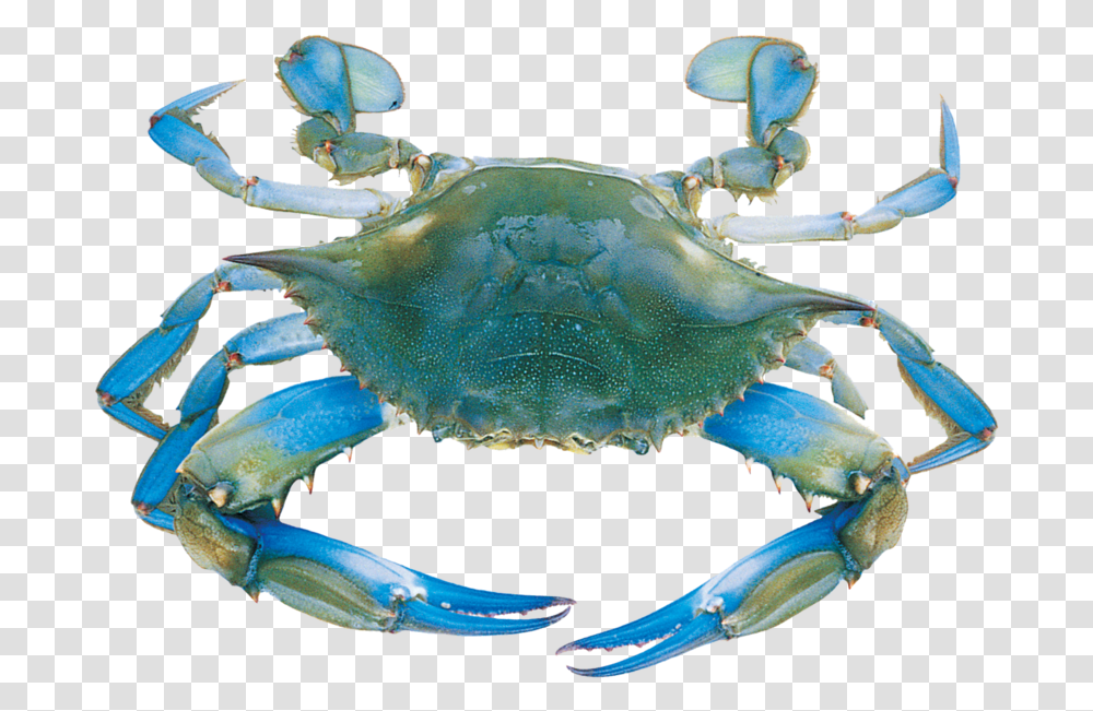 Detail Crab Transparent Background Nomer 49