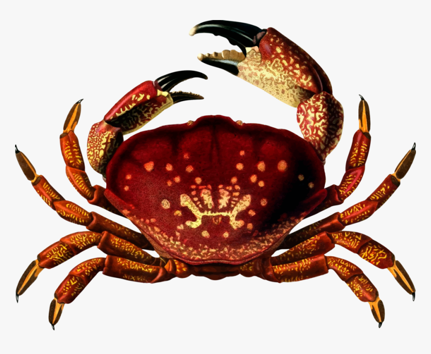 Detail Crab Transparent Background Nomer 50
